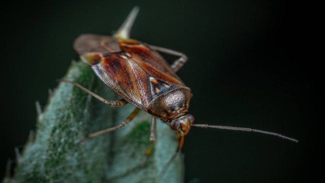 Αυτό το εντομοαπωθητικό μείγμα θα σας βοηθήσει να εξοντώσετε τις κατσαρίδες στη στιγμή!