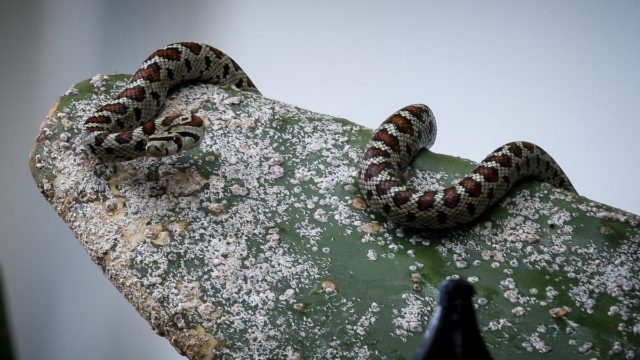 Συμβαίνει σε χιλιάδες ανθρώπους όλο το καλοκαίρι – Ιδού τι πρέπει να κάνεις αν σε δαγκώσει φίδι!