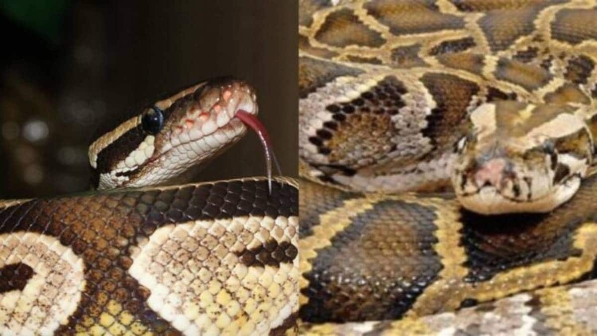 Φρίκη στην Φλόριντα: Βρέθηκε βιρμανικός πύθωνας 98 κιλών – Είχε φάει ολόκληρο ελάφι και είχε μέσα του 122 αυγά (Video)