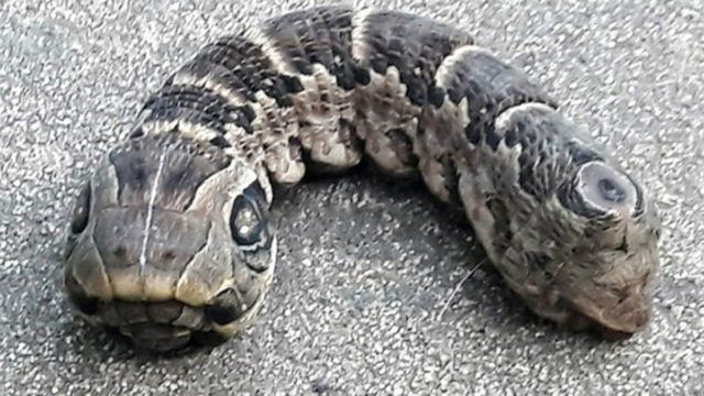 Νομίζετε ότι βλέπετε φίδι με δυο κεφάλια; Μόλις δείτε τι πραγματικά είναι θα σας «κοπεί» το αίμα!
