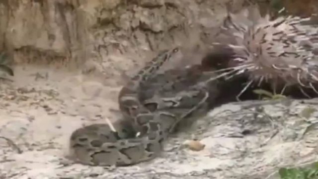Επική μάχη μεταξύ φιδιού και σκαντζόχοιρου – Ποιος θα βγει knockout; (video)