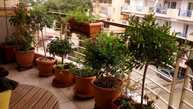 Βάλτε τώρα αυτό το φυτό στο μπαλκόνι σας: Θα σας σώσει από το μεγαλύτερο πρόβλημα του καλοκαιριού