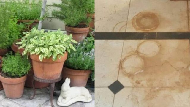 Mε 2 υλικά που δεν πάει ο νους σας, φτιάξτε το πανίσχυρο καθαριστικό που τους εξαφανίζει – Λεκέδες από γλάστρες
