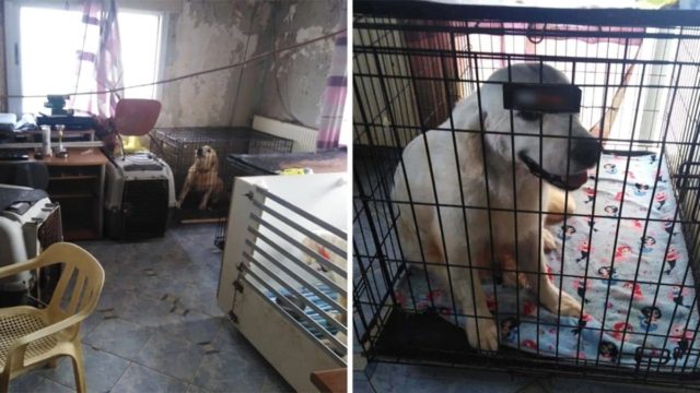 Οργή στη Θεσσαλονίκη: Εικόνες ντροπής από το βρώμικο διαμέρισμα με τα 16 σκυλιά σε κλουβιά