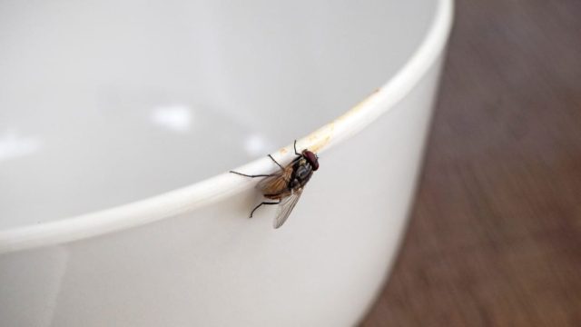 Δεν είναι μόνο το λεμόνι: 5 φυσικοί τρόποι να διώξετε τις μύγες
