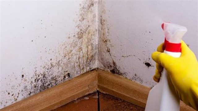 Μούχλα και υγρασία στο σπίτι; Το μεγάλο λάθος που κάνουμε και δεν «εξαφανίζονται»