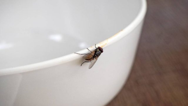 5 έξυπνα Τρικς για να απομακρύνετε τις μύγες στη στιγμή – Το κόλπο με το λεμόνι που θα σας σώσει!