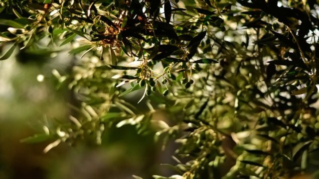 Αυτό είναι το ξεχασμένο λάδι που κάνει για τηγάνισμα και αντικαθιστά το ηλιέλαιο