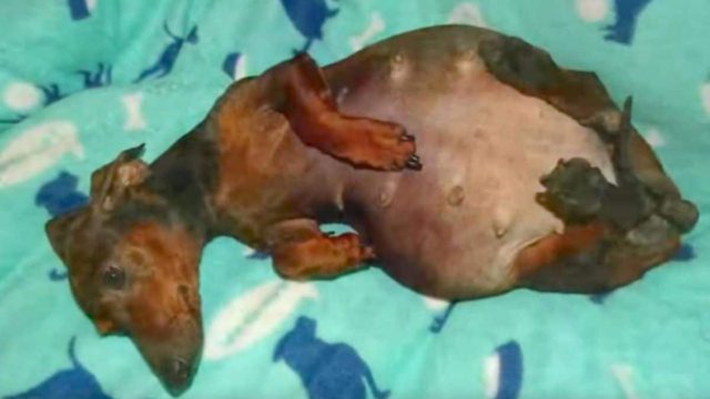 Τέρατα: Όταν κατάλαβαν ότι η παράλυτη σκυλίτσα ήταν έγκυος, την…
