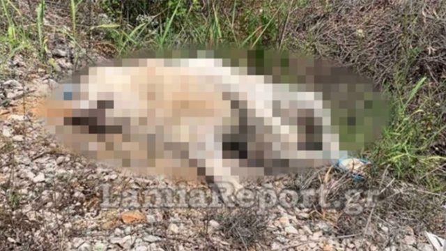 Κτηνωδία στη Στυλίδα: Βασάνισαν και σκότωσαν ανυπεράσπιστο σκυλάκι
