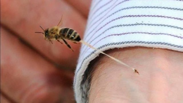 Τραγωδία στην Πάτρα: Νεκρός 60χρονος από τσιμπήματα σφήκας (Video)