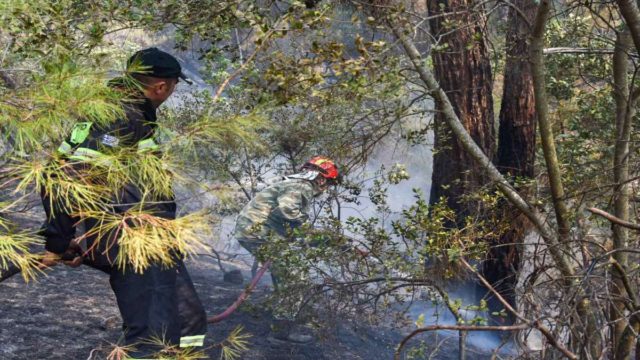 Φωτιά στη Βοιωτία σε δάσος – Ισχυρές δυνάμεις στο σημείο