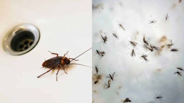 Οριστικό αντίο στα έντομα: Το πάμφθηνο κόλπο με μαγειρική σόδα που θα εξολοθρεύσει κατσαρίδες και κουνούπια στη στιγμή