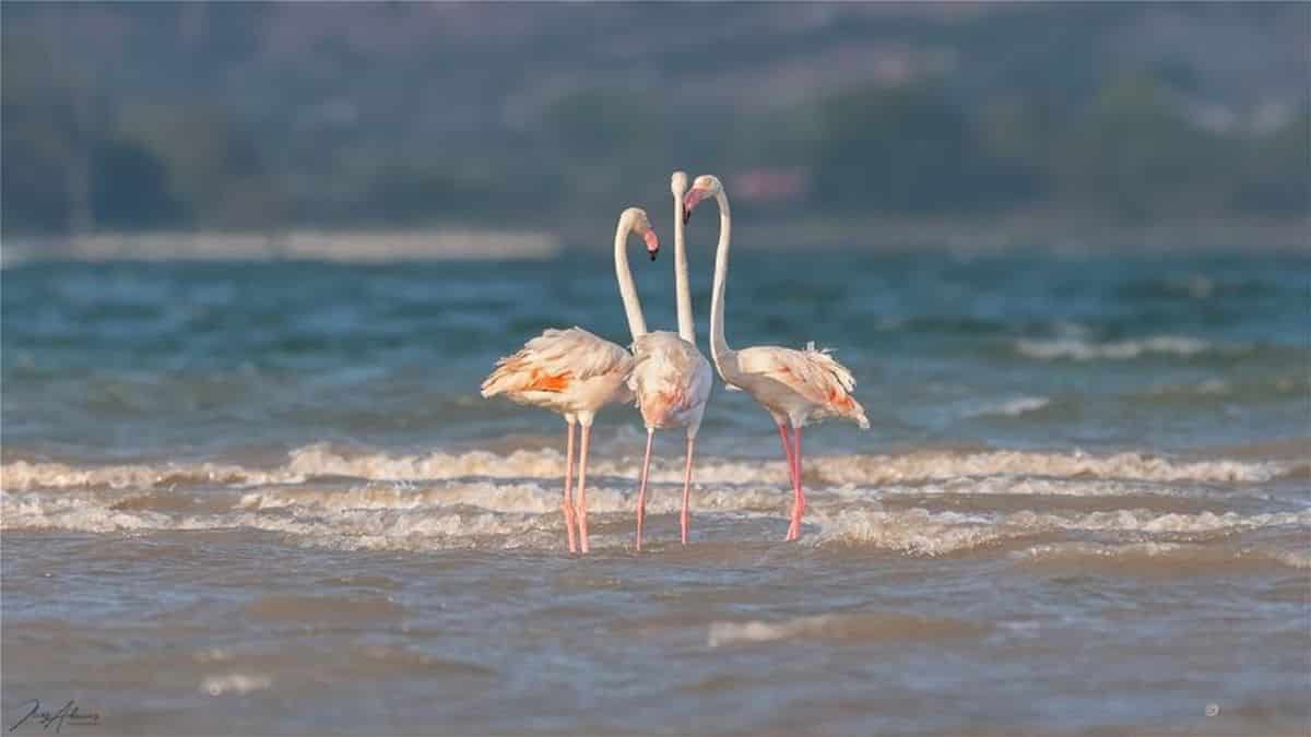 Κινηματογραφικό σκηνικό: Ο θαλάσσιος παράδεισος της Λαμίας με τα ροζ φλαμίνγκο στις εκβολές του Σπερχειού