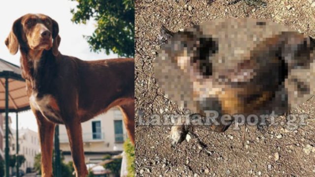 Φρίκη στη Λαμία – Έκαψαν σκύλο ζωντανό (φωτο)