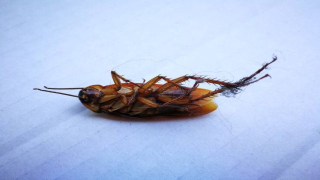 Όπως ο διάβολος το λιβάνι: Αυτή τη μυρωδιά απεχθάνονται αφόρητα οι κατσαρίδες