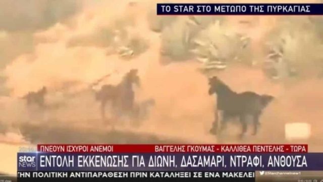 Φωτιά στην Πεντέλη: Άλογα τρέχουν ανάμεσα στις φλόγες να σωθούν (video)