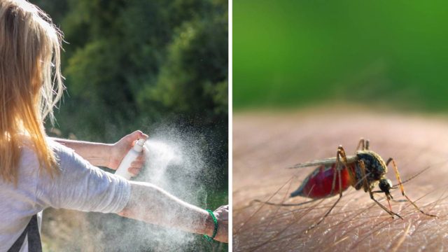 Έτσι θα διώξετε τα κουνούπια μακριά, μια για πάντα! 7 φυτά που θα σας σώσουν από αυτόν τον «εφιάλτη»