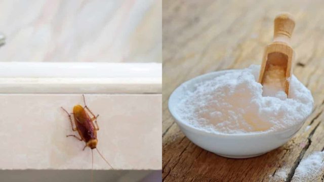 Πασπαλίστε με μαγειρική σόδα και 1 ακόμα υλικό και πείτε αντίο στις “μικρές Τερέζες” του σπιτιού