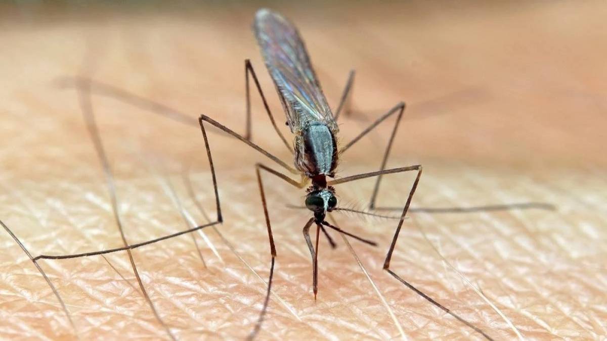 Πείτε «bye-bye» στα κουνούπια! 10+1 αρώματα που θα τα απομακρύνουν από τον χώρο σας με φυσικό τρόπο