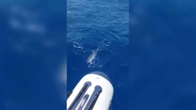 Γέμισε λαγοκέφαλους-τέρατα η θάλασσα στη Ρόδο: Το τρομακτικό βίντεο και ο μεγάλος «πονοκέφαλος» των ψαράδων
