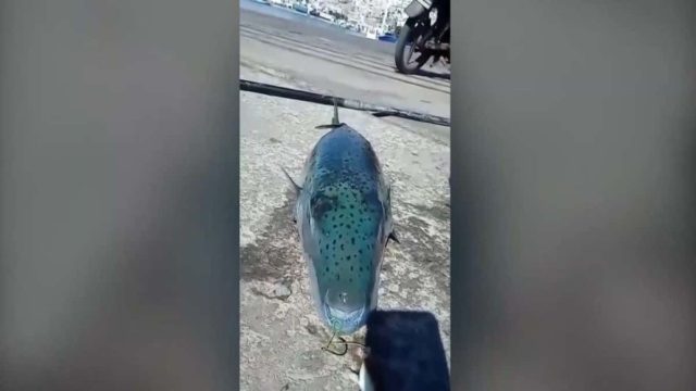 SOS από τους ειδικούς: Αυτά είναι τα 4 «φονικά» ψάρια των ελληνικών θαλασσών (Video)