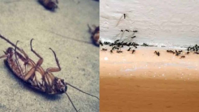 Θα γίνουν “καπνός”: Αυτή είναι η μυρωδιά που δεν αντέχουν όσο τίποτα οι κατσαρίδες και τα μυρμήγκια