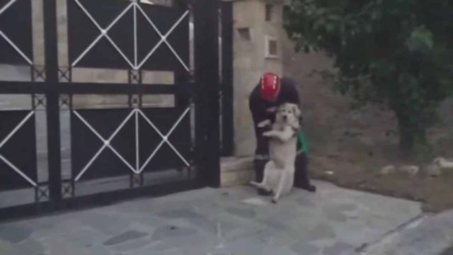 Συγκλονιστικό βίντεο από τη φωτιά στην Πεντέλη: Εθελοντής με γυμνά χέρια σώζει μεγαλόσωμο σκύλο πηδώντας φράχτη (Video)