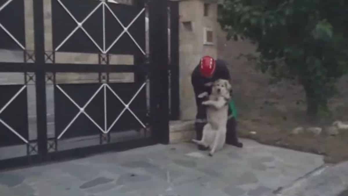 Συγκλονιστικό βίντεο από τη φωτιά στην Πεντέλη: Εθελοντής με γυμνά χέρια σώζει μεγαλόσωμο σκύλο πηδώντας φράχτη (Video)