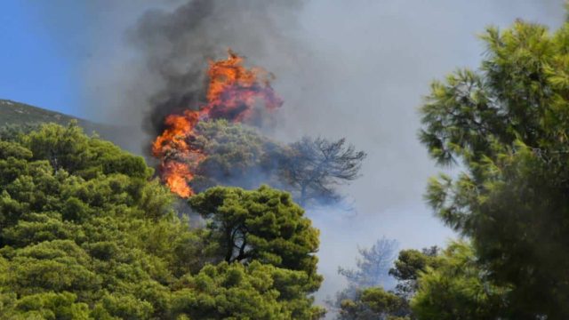 Φωτιά στην Καλλονή Τροιζήνας – Κινητοποιήθηκαν επίγειες και εναέριες δυνάμεις