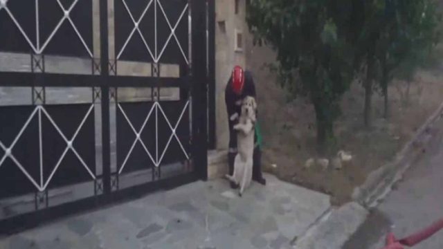Φωτιά στην Πεντέλη: Η συγκινητική στιγμή που εθελοντής σώζει σκύλο στο Ντράφι (Video)