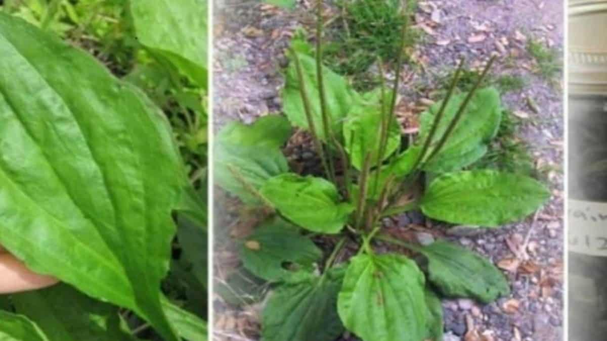 Η γιαγιά το αποκαλούσε «το φύλλο που γιατρεύει» – Το φυτό που φυτρώνει σε κάθε κήπο και έχει εκπληκτικές φαρμακευτικές ιδιότητες
