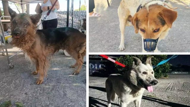 Άκαρδοι και άσπλαχνοι: Πέταξαν πέτρες σε φιλόζωους στον σταθμό πυρόπληκτων ζώων στο Γαλάτσι! (Video)