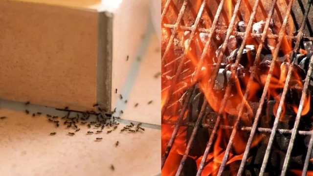 Σήκωσε «κόκκινη κάρτα» και έβγαλε νοκ άουτ τα μυρμήγκια – Γιατί μόνο η γιαγιά ξέρει!