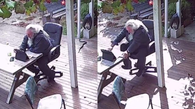 Τα είδε όλα! Άνδρας δουλεύει τηλεργασία όταν φίδι “μπουκάρει” και του κόβει την ανάσα (video)
