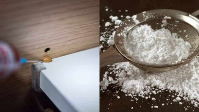 Μικρή Τερέζα παρελθόν από το σπίτι: Πείτε οριστικά αντίο στις κατσαρίδες με 3 φυσικούς τρόπους!