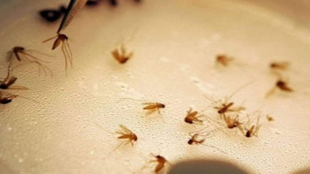 Αντίο κουνούπια: Ψεκάζει μ’ αυτό το μείγμα και μετά από 2 ώρες εξαφανίζονται!