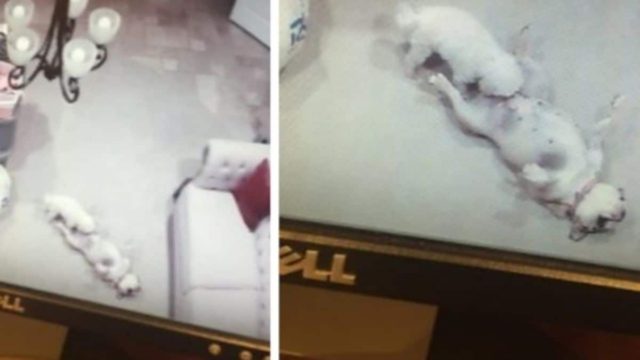 Μια μητέρα έβαλε κρυφή κάμερα για να δει τι κάνει ο γιος της – Τότε είδε τα σκυλιά της να κάνουν κάτι ντροπιαστικό