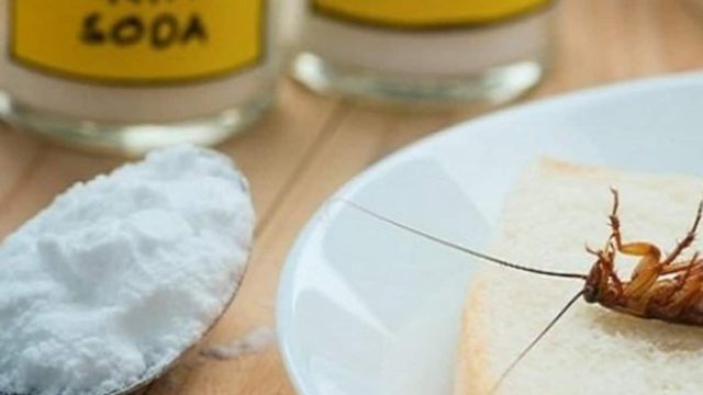 Μαγειρική σόδα η θαυματουργή: Το έξυπνο κόλπο για να «εξαφανίσετε» τις κατσαρίδες από το σπίτι σας