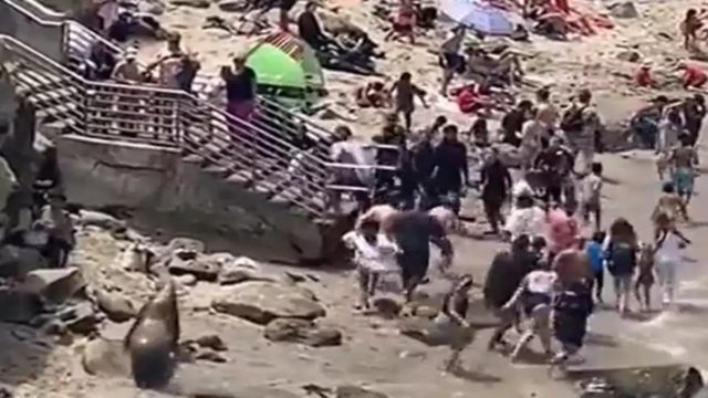 Το βίντεο του απόλυτου τρόμου: Θαλάσσια λιοντάρια βγήκαν στη στεριά και άρχισαν να κυνηγούν τους λουόμενους