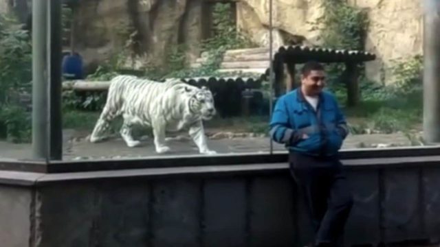 Άνδρας κάθεται στο κλουβί μιας τίγρης στον ζωολογικό κήπο – Η στιγμή που πήγε να του ορμήξει, κόβει την ανάσα