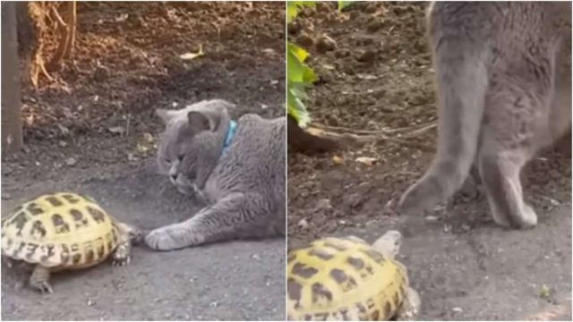 Πολύ γέλιο! Χελώνα κυνηγά γάτα και γίνονται viral στο TikTok (video)