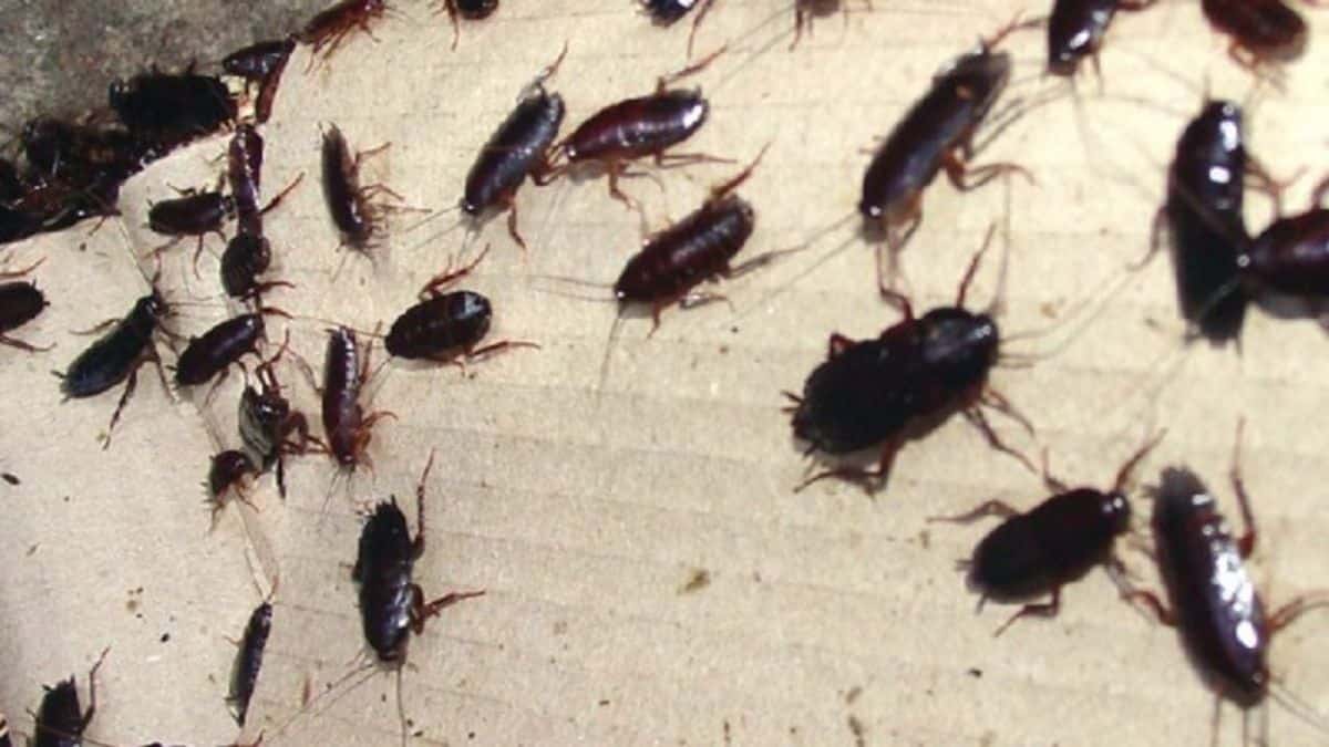 Τρόμος στο σπίτι τέλος: 3 φυσικοί τρόποι για να εξαφανίσεις τις κατσαρίδες!