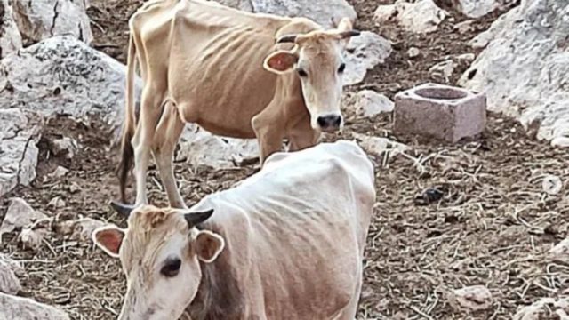 Καταγγελία σοκ στη Θεσπρωτία: Αγελάδες τρώνε κάθε 15 μέρες και πεθαίνουν από ασιτία – «Ολόκληρο χωριό βρωμάει ψοφίμι»