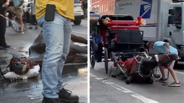 Σάλος με νέα κτηνωδία καταμεσής του δρόμου: Άλογο άμαξας κατέρρευσε και ο οδηγός άρχισε να το χτυπάει άσχημα – Έξαλλοι οι περαστικοί (video)