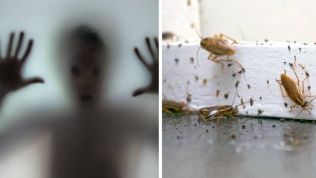 Σας πάγωσε το αίμα; Τρεις φυσικοί τρόποι για να ξεφορτωθείτε τις κατσαρίδες για πάντα