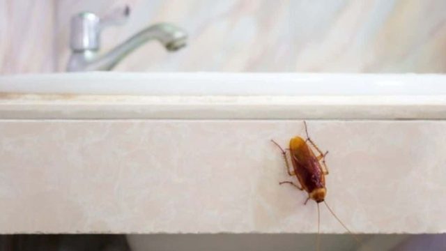 Κατσαρίδες τέλος! Με αυτό το φυτό δεν θα τις ξαναδείτε στο σπίτι σας