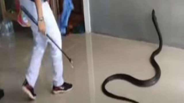 «Σωτήρας» γείτονας βλέπει φίδι να μπαίνει στο σπίτι γυναίκας – Κάνει κάτι αδιανόητο για τη βοηθήσει από την επίθεση του ερπετού!