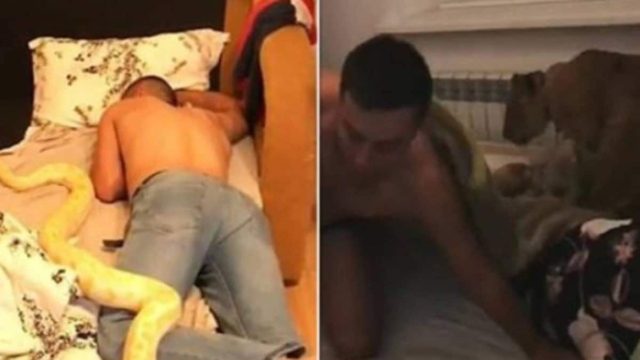 Αδιανόητα σοκαριστικό: Ξύπνησε και βρήκε ένα τεράστιο φίδι και ένα λιοντάρι πάνω στο κρεβάτι του (photos)