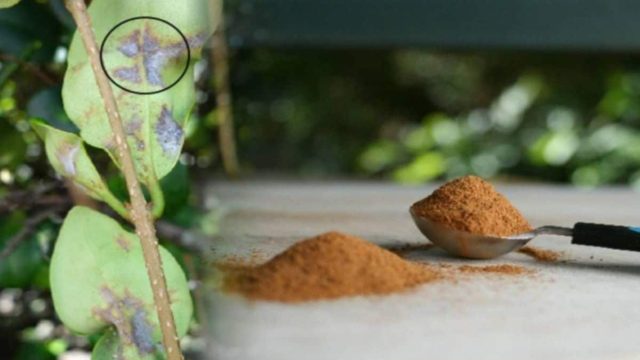 Έριξε κανέλα σε κάθε φυτό του κήπου της – Μόλις δείτε γιατί θα «τρέξετε» να το κάνετε και εσείς
